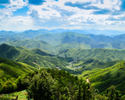 Why Giant Bamboo is such a Promising Resource